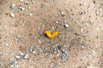 Close-up of an orange butterfly resting on a rocky dirt ground. The vivid wings contrast with the earthy tones, capturing a delicate moment in nature and the beauty of wildlife in its natural habitat.