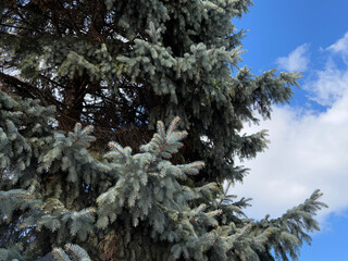 Branches of blue spruce tree
