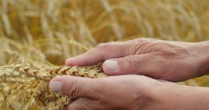 Golden ripe wheat in the hands of a farmer, checking the quality of ripe wheat