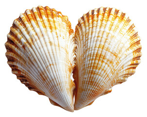 Obraz premium Two seashells with ridges aligned to form heart shape, showcasing natural beauty., isolated