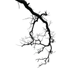 Silhouette of bare tree with branches isolated on white. Black and white vector illustration
