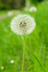 Fototapeta premium White dandelion flower growing in green grass, closeup