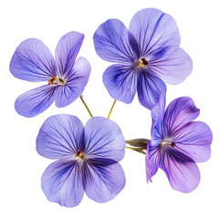 A cluster of delicate purple pansy flowers with detailed petals, isolated on transparent background