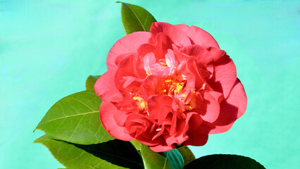 A closeup of a beautiful red camellia.