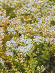 A White stonecrop (sedum album) sedum plant in full bloom with white flowers