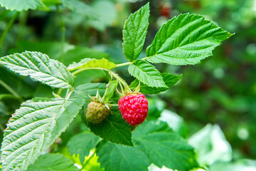 Ripening raspberries on a bush. Natural raspberries.