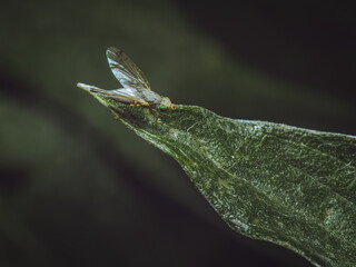 A Safflower Fly/Knapweed Ghost (Acanthiophilus Helianthi) on a leaf