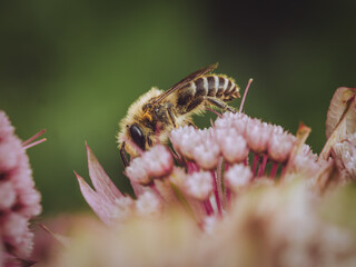 A sedulous bee feeding on a Astrantia flower