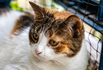 close up portrait of a tricolor cat, cute tricolor cat, 
