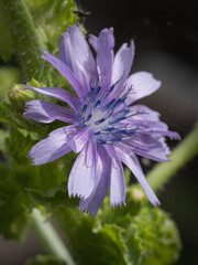 A purple Chicory flower in full bloom