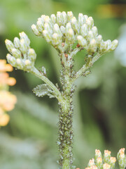 Garden pests - a cluster of Aphids on an Achillea 