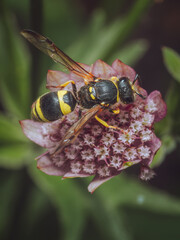 European tube wasp (Ancistrocerus gazella) feeding on a Astrantia flower