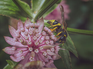 European tube wasp (Ancistrocerus gazella) feeding on a Astrantia flower