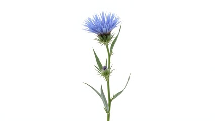 Photorealistic image of a Centaurea cyanus flower or plant isolated on white. Bright blue fringed petals and slender stem with narrow gray-green leaves. Botanical macro with soft light and high detail