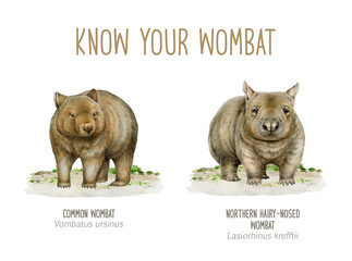 Northern hairy-nosed wombat and Common wombat hand drawn watercolor realistic illustration set. Australian native marsupial mammals. Australia wombat endangered endemic animal on white background.