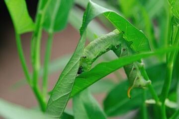 エビガラスズメガの幼虫