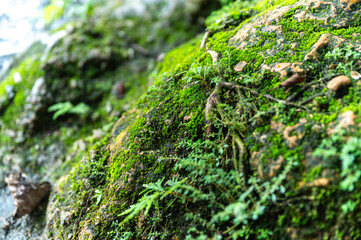 Close-up of vibrant green moss and tiny plants growing on a damp rock surface in a forest. The image captures rich textures and natural detail, perfect for themes of nature, growth, and eco-environmen