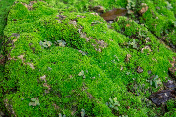 Close-up of vibrant green moss and tiny plants growing on a damp rock surface in a forest. The...