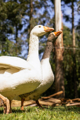 Male and Female Geese Resting on Lawn on Warm Morning