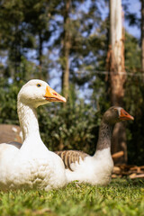 Male and Female Geese Resting on Lawn on Warm Morning