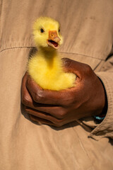 Dark Brown-Skinned Hand Holding a Gosling Tenderly