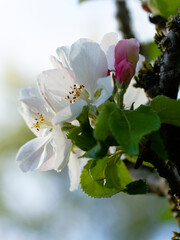 Apfelblüten
