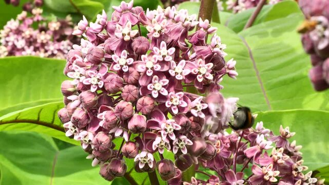 The Bumble Bee collects nectar and pollen from the flowers of the Asclepias syriaca. 
An ornamental plant and a good honey plant. Used in landscape design.
