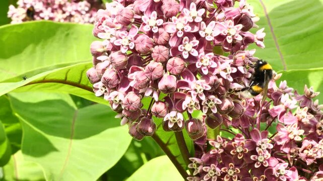 The Bumble Bee collects nectar and pollen from the flowers of the Asclepias syriaca. 
An ornamental plant and a good honey plant. Used in landscape design.
