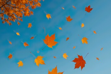 maple leaves falling in autumn with sky background