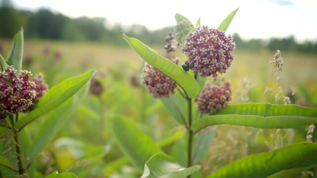 Purple flower meadow . Common Milkweed bloom 