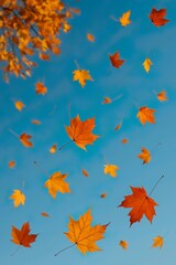 maple leaves falling in autumn with sky background
