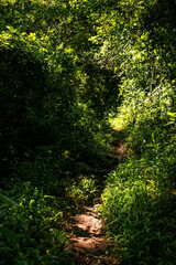Narrow Rural Footpath with Red Soil and Trees