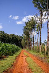 Narrow Rural Footpath with Red Soil and Trees