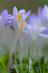 Fototapeta premium Krokus,