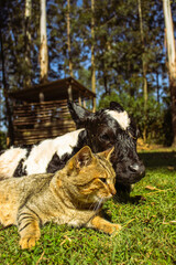 Newborn Baby Cow Sitting Next to Cat on Lawn