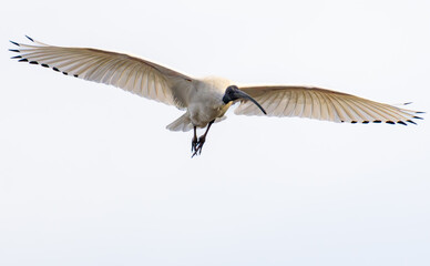 Australian Ibis