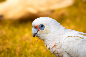 short beak Corella 