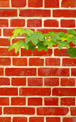 red brick wall and a young green leafy maple branch