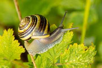 white-lipped snail or garden banded snail, Cepaea hortensis