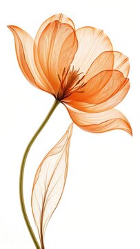 Delicate translucent orange tulip flower with a single leaf against a bright white background