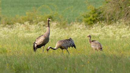 common cranes family, grus grus