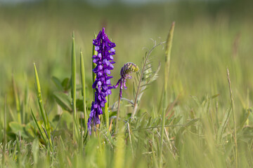 Vetch (Vicia sp.) blooming purple