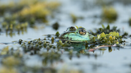 green frog looking out of the water, Pelophylax esculentus, common water frog, green frog, European dark-spotted frog