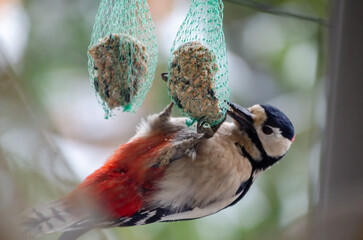 Woodpecker clings upside down pecking fat ball in green backyard morning light. Close-up of woodpecker feeding upside down, bright feathers, side angle, forest yard, concept: survival, contrast, daily