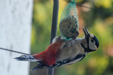 Woodpecker clings upside down pecking fat ball in green backyard morning light. Close-up of woodpecker feeding upside down, bright feathers, side angle, forest yard, concept: survival, contrast, daily