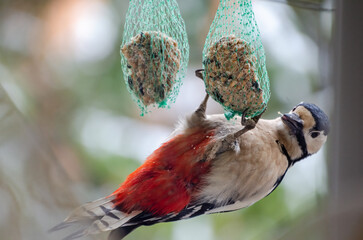 Woodpecker clings upside down pecking fat ball in green backyard morning light. Close-up of woodpecker feeding upside down, bright feathers, side angle, forest yard, concept: survival, contrast, daily