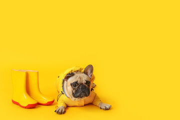 Cute French bulldog in raincoat with gumboots on yellow background