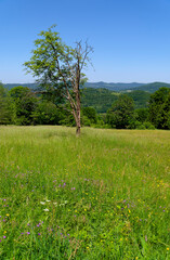 Blick vom Farnsberg bei Riedenberg auf die Gipfel der Schwarzen Bergen, Biosphärenreservat Rhön,...