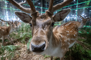 Obraz premium Close encounter with fallow deer in an illuminated forest environment at twilight