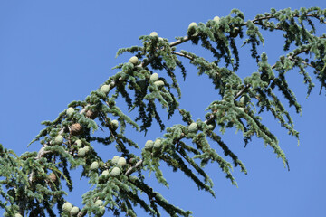 Top of an Atlas Cedar Tree (Cedrus atlantica) laden with pine cones, set against a blue sky
